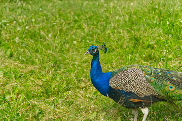 Fototapeta premium The royal beauty of the jungle. Peacock bird. Peacock or male peafowl with extravagant plumage. Beautiful peacock with eyespotted tail feathers. Wild peacock walking on green grass.