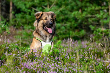 Caucasian dog sitting in the forest