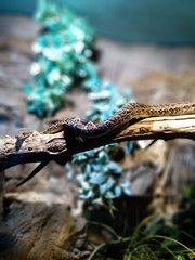 Brown snake at the zoo