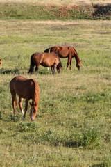 Naklejka na ściany i meble horses graze on a field in the steppe
