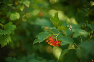 Obraz na płótnie Canvas branch of viburnum bush with red berries in the summer garden
