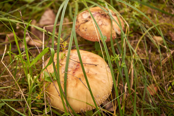 muchomor , grzyb © Marcin Łazarczyk