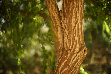 Close-up trunk weeping willow tree in the summer garden. © Omega