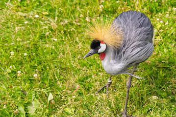 grey crowned crane or balearica regulorum gibericeps. African crowned crane - Uganda national bird. Golden crested crane - on green blured background.