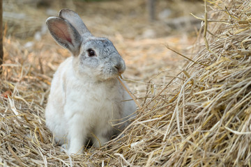 Bunny rabbit relaxing on hay. Portrait of an easter bunny rabbit looking at camera.