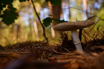 muchomor , grzyb © Marcin Łazarczyk
