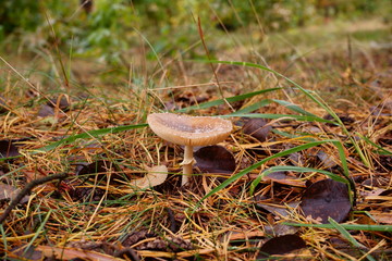 muchomor © Marcin Łazarczyk