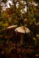 dwa muchomory © Marcin Łazarczyk