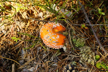 muchomor © Marcin Łazarczyk