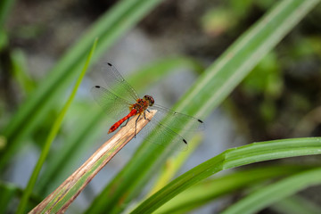 dragonfly sitting on a blade of grass close up