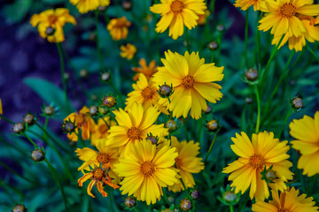 Beautiful blooming bright yellow Coreopsis pubescens, called star tickseed flowers, growing in the garden