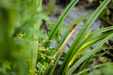 dragonfly sitting on a blade of grass close up