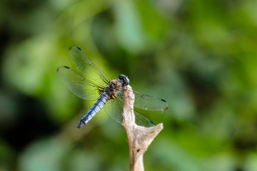 dragonfly sitting on a blade of grass close up