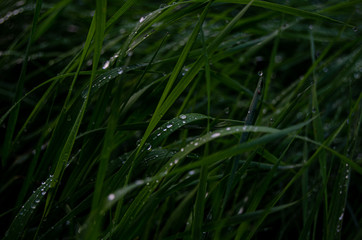 Grass right after rain