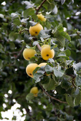 Delicious and juicy pears in my garden.
