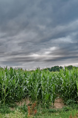 Dark grey storm clouds over an arable field of corn in rural Norfolk