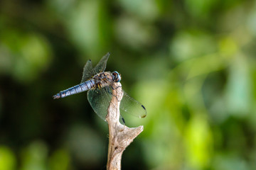 dragonfly sitting on a blade of grass close up