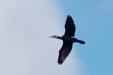 Cormorant or shag flying with spread wing on a blue sky with soft clouds, low angle view