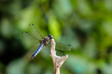 dragonfly sitting on a blade of grass close up
