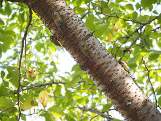 桜の木の幹にとまったたくさんのクマゼミ