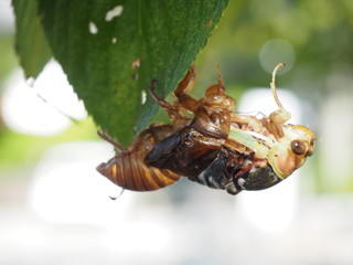桜の葉陰で羽化を始めたクマゼミの幼虫