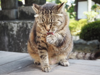 毛づくろいをするキジトラ猫