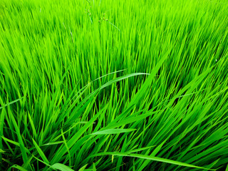 Green baby rice tree In rice field and paddy plant