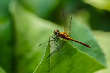 dragonfly sitting on a blade of grass close up