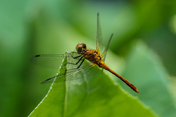 dragonfly sitting on a blade of grass close up