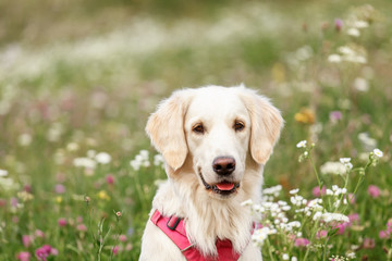 golden retriever sitting among flowers in a field close up