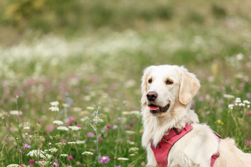 Golden retriever walks in a blooming field