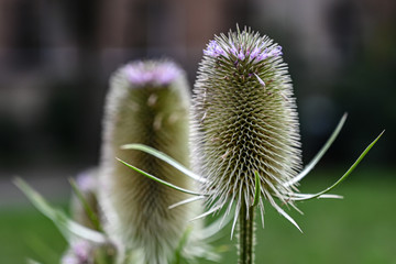 Close up of Teasel in bloom in summer, nature. thistle prickly, weed plant.