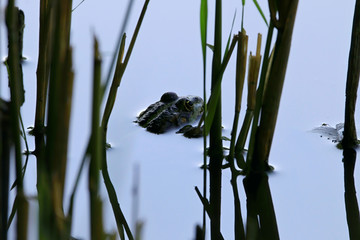 frog in the pond