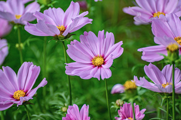 Obraz na płótnie Canvas Beautiful pink cosmos flowers in the field. Purple flowers in full bloom.