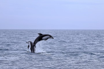 むつ湾のカマイルカ