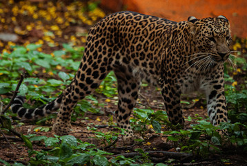 Young Leopard up for hunt.