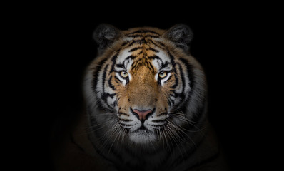 Fototapeta na wymiar Portrait of tiger on dark background.