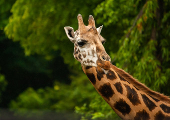 Naughty Giraffe teasing.