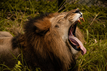 Alex the Lion showing off his ferocious teeth.  