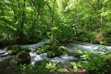 初夏の奥入瀬渓流（青森県十和田市）