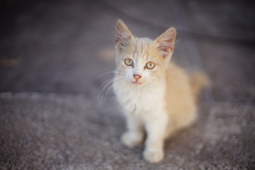 Fototapeta na wymiar grimy fluffy beige kitten sitting on the grey stone road