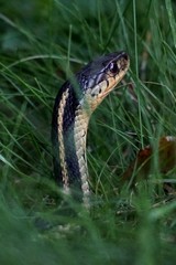 Garter snake in the grass