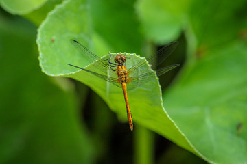 dragonfly sitting on a blade of grass close up