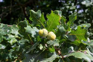Green acorns on a white oak tree
