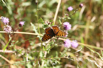 Beautiful butterflies sit on flowers and drink nectar