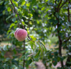 Single peach tree on a peach tree