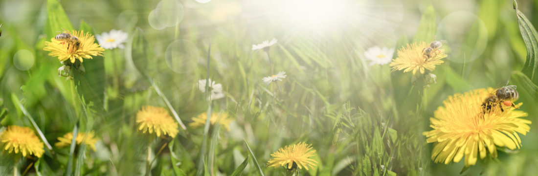 Sonnige Bienenweide - Banner - Panorama