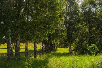 Rural landscape with birch trees and a wooden fence