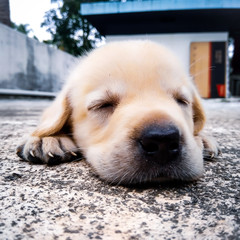 golden retriever puppy
