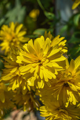 Blooming flower and bee.